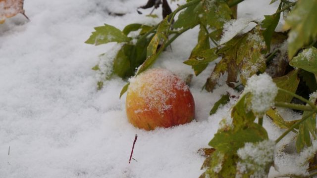 Виктор Несен, Екатеринбург: "Осенним вечером поднялся ветерок, ночью выпал первый снежок, а утром под кустом еще зеленого любистка я нашел последнее яблоко".