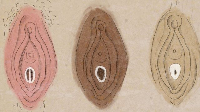 Illustration of vaginas