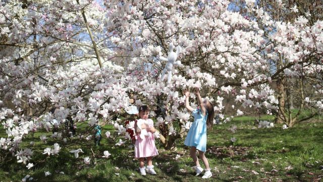 Sisters Mia (left) and Emma Szavejcsuk, aged two and four, play under a magnolia tree at the Royal Botanic Gardens, Kew, in London