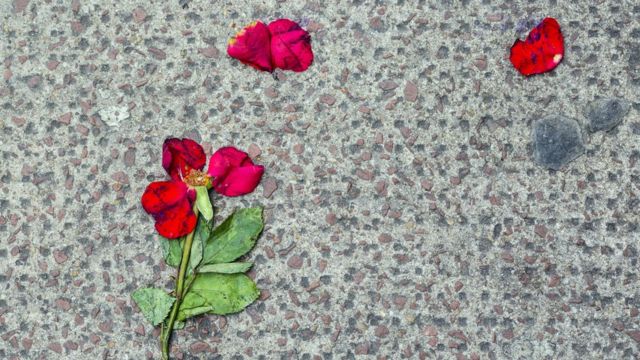 Foto artística de pétalos de flor