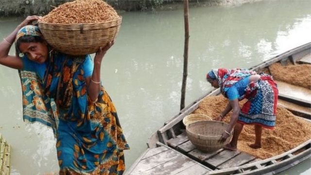 ধান, কৃষি, বাংলাদেশ