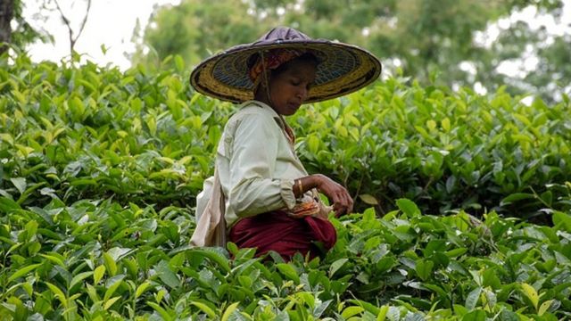 Hindistan'da çay tarlasında çalışan tarım işçileri