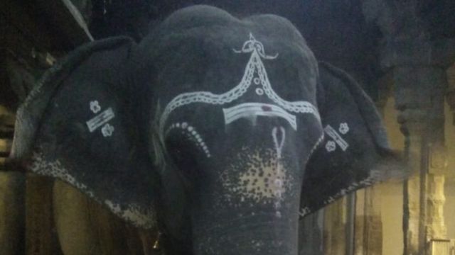 உடற்பயிற்சி, உணவு கட்டுப்பாடு: ஒரு ஆண்டில் 300 கிலோ குறைத்த திருநெல்வேலி கோயில் யானை