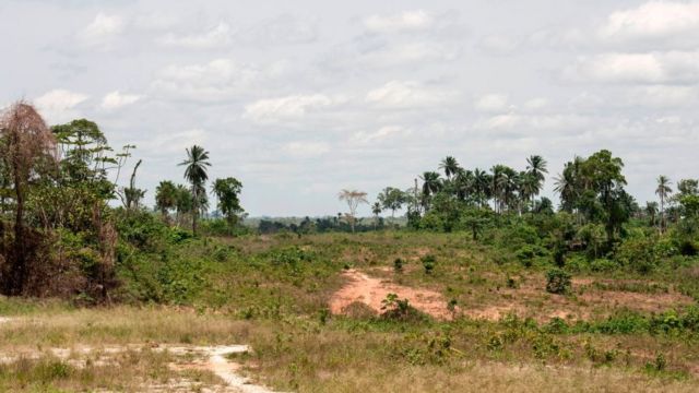 Une forêt de la localité de Calabar dans l'Etat de Benue.