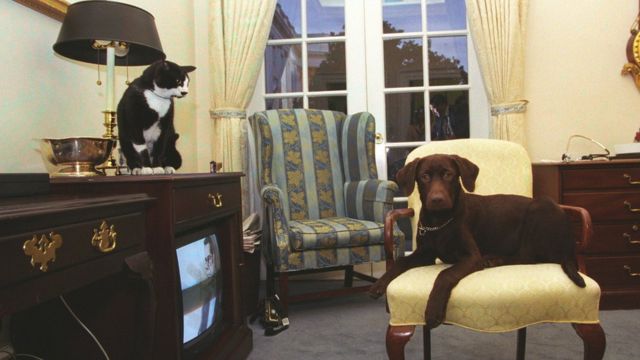 O gato Socks, um frajola, e o labrador chocolate Buddy em uma sala da Casa Branca