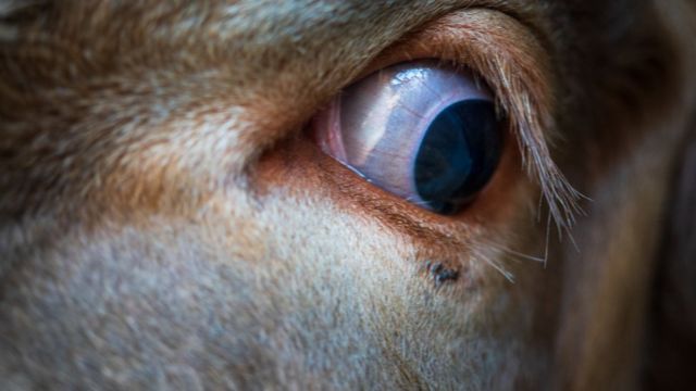 Глаз коровы