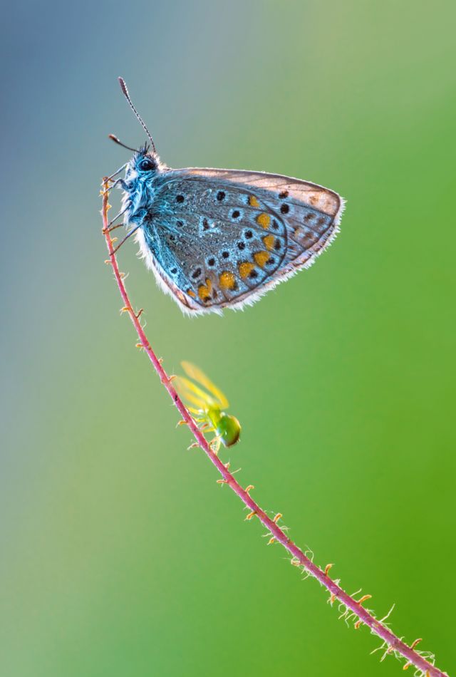 Una araña se mueve rápidamente hacia una mariposa que descansa en la punta de una rama.