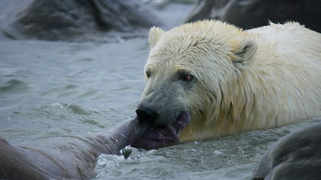 北極熊撕咬海象