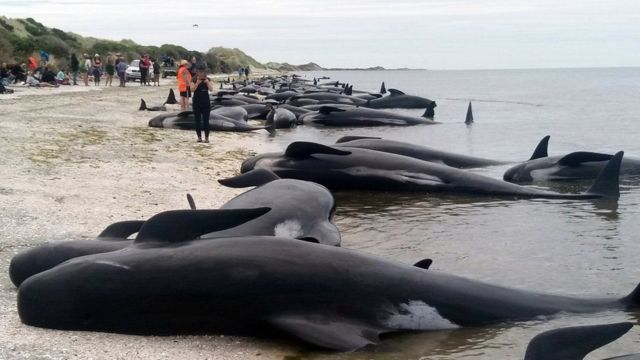 Ibinyabuzima vyo mw'ibahari bita "baleines" bimenyereye kuba mu mazi menshi