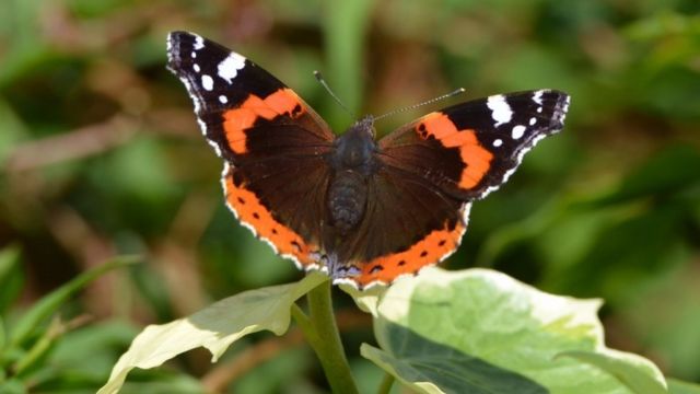 一只优红蛱蝶为人类带来物质主义的警告(photo:BBC)