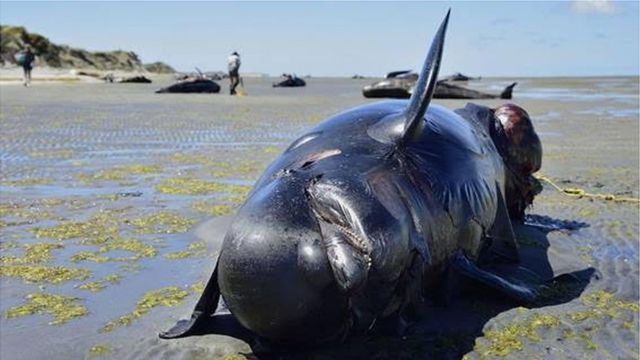 Baleia morta em uma praia