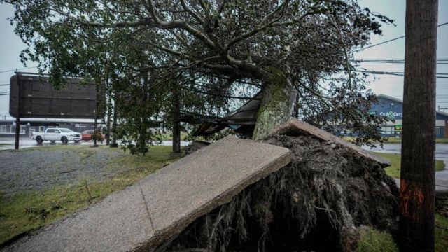 A fallen tree in a street