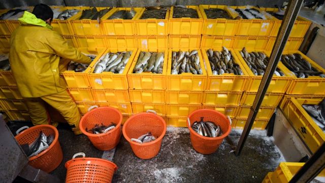 Fish on a boat in the North Sea