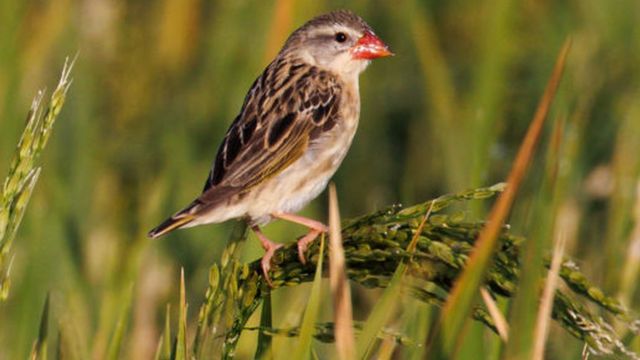 விவசாயிகளை அழ வைக்கும் அழகிய சின்னஞ்சிறு பறவைகள் – என்ன நடக்கிறது?