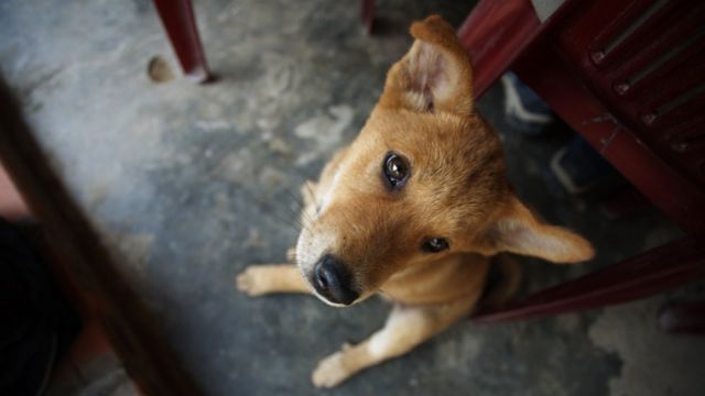 Trước nay bọn trộm chó vẫn bị xử theo điều 173 Bộ Luật Hình sự Việt Nam