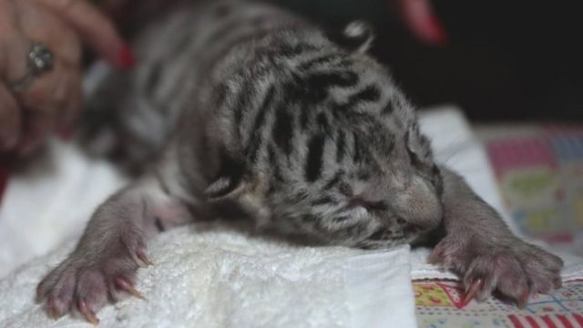 Watch: White tiger cubs born at Austrian zoo