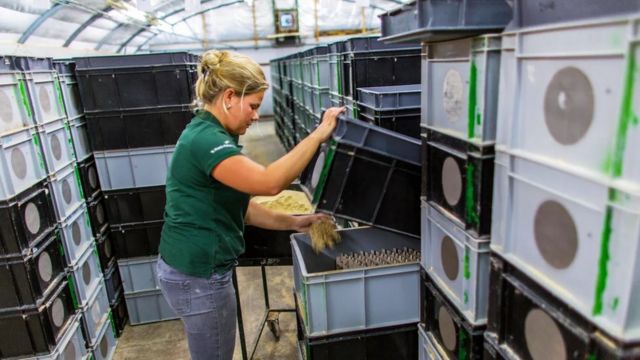 வெட்டுக்கிளிகள் உண்மையில் மாட்டிறைச்சிக்கு மாற்றாக முடியுமா?