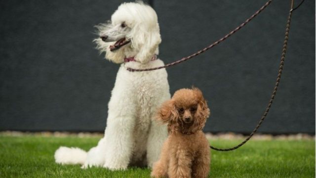 Qual a expectativa de vida de 19 raças de cães - BBC News Brasil