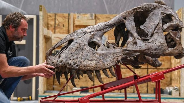 Cientistas descobrem novo dinossauro predador gigante com braços curtos,  como o T-Rex - SWI