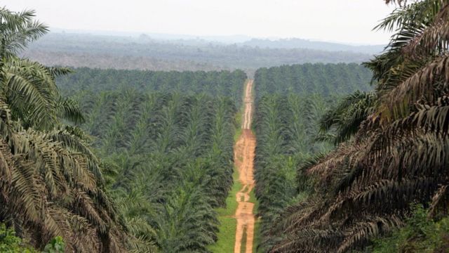 Плантация для масленичных пальм в индонезийской провинции