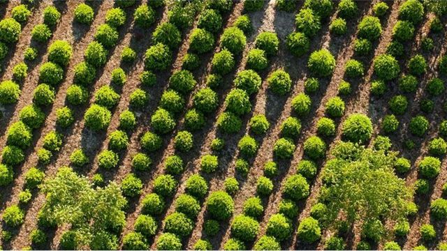 насаждения