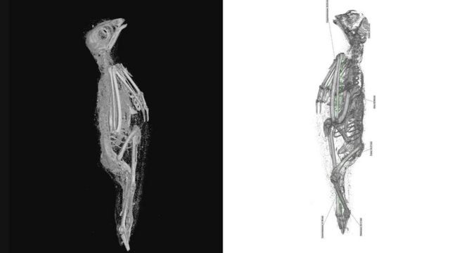 The soft tissue (left) and skeletal remains (right) of the Eurasian kestrel