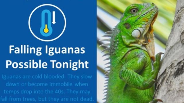 Iguana