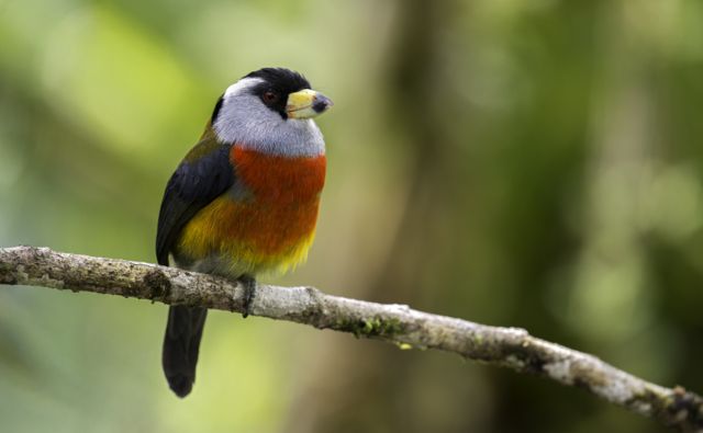 10 especies de aves que sólo pueden verse en Colombia y fascinan a expertos  y avistadores - BBC News Mundo