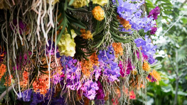 En fotos: las espectaculares orquídeas de Colombia que conquistan Londres -  BBC News Mundo