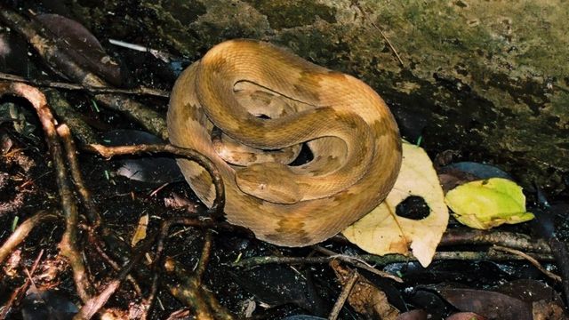 Após mãe salvar filhas, conheça cobra marrom que é uma das mais venenosas  do mundo