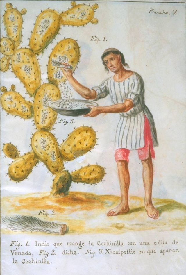 Ilustración de mexicano recolectando cochinilla de carmín