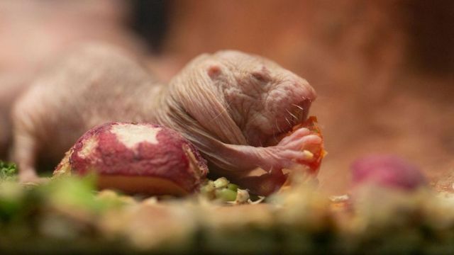 Conheça os mamíferos de sangue frio - BBC News Brasil