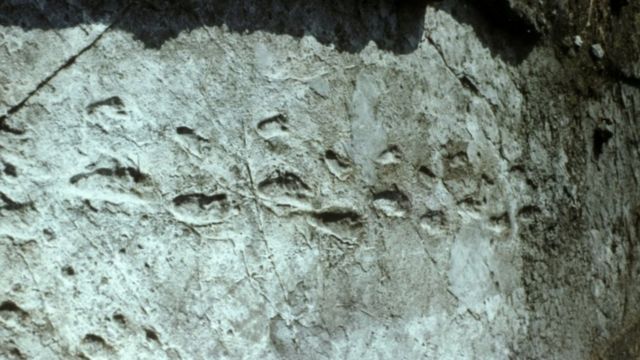 The laetoli footprints in tanzania