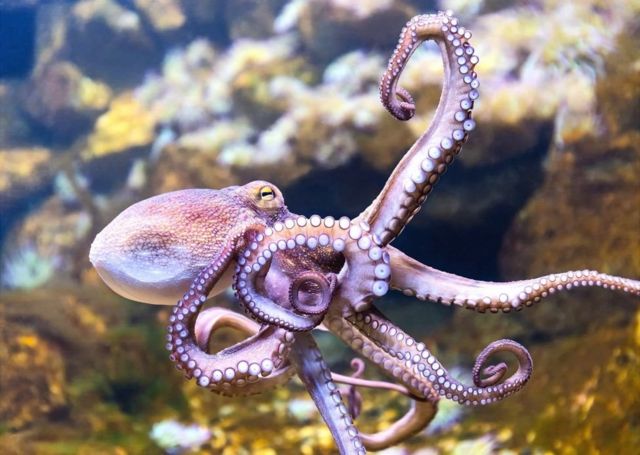 越来越多证据表明，章鱼和其他类似的生物是有知觉的（Credit: Getty Images）(photo:BBC)