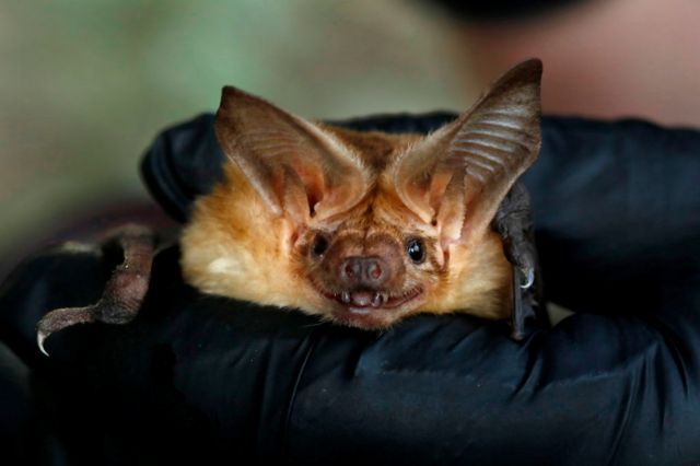 科学家们认为，新冠病毒很可能是通过蝙蝠经另一中间宿主传播到人类。