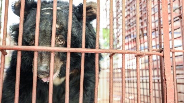 Giải cứu 9 con gấu sau hơn 17 năm nuôi nhốt ở Bình Dương - BBC News ...