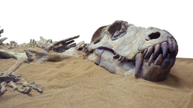 Fóssil de dinossauro