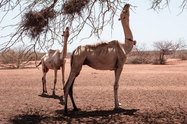Dos camellos famélicos comen ramas secas en Kenia