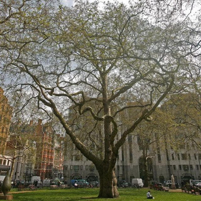 El sorprendente valor de los árboles para combatir la contaminación en el  aire de las ciudades - BBC News Mundo