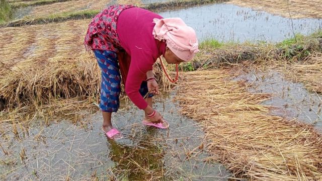 कर्णाली किसान