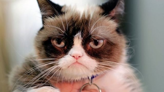 Imagen de gato furioso.