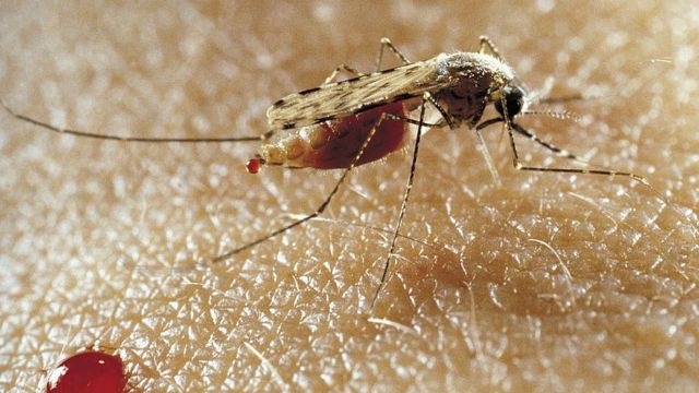 मलेरिया का मच्छर