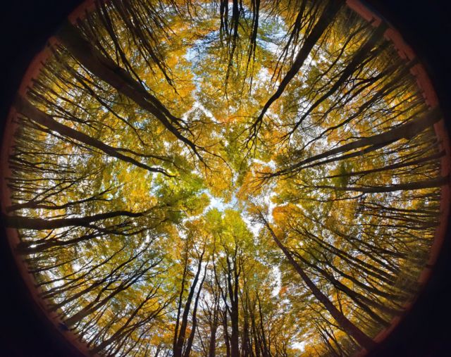 تعرف إلى أعداد أنواع الأشجار على كوكب الأرض وفق إحصائية عالمية جديدة