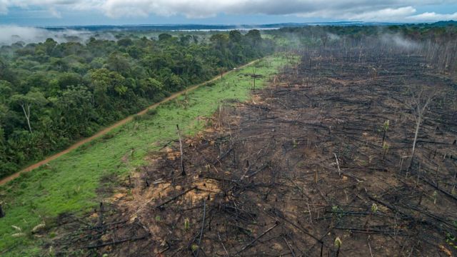 Desforestación en Maués, en la Amazonia en Brasil