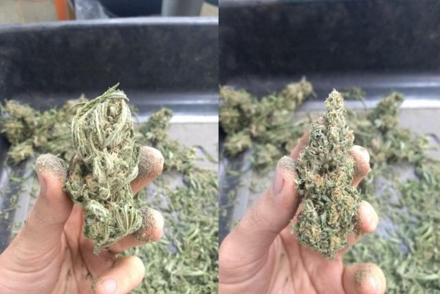 Maiores afetados pela liberação da maconha no Brasil seriam os