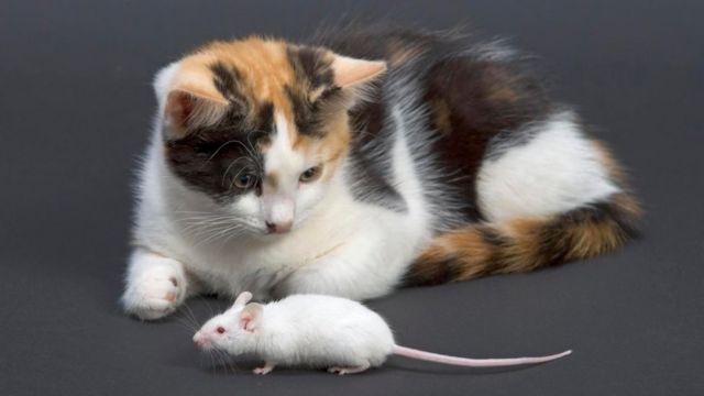 Mèo và chuột là hai loài động vật có mối quan hệ đối đầu lâu đời nhất. Hãy xem ảnh để thấy sự tinh nghịch của các chuột không sợ hãi trên đường phố và sự khôn ngoan của chú mèo trong việc đối phó với chúng.