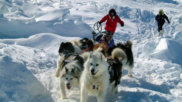 Perros de raza Husky.