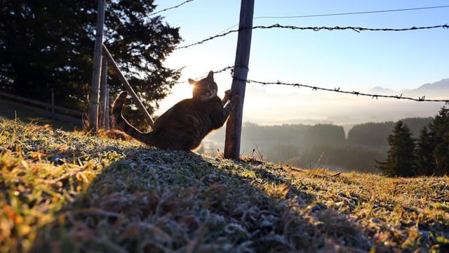 Un gato rasca y se estira en un poste en el campo.