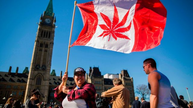 Kanada'da esararın yasallaşması için kampanya yapan bir kadın, ülkenin bayrağında yer alan akçaağaç yaprağını kenevir yaprağı ile değiştirmiş