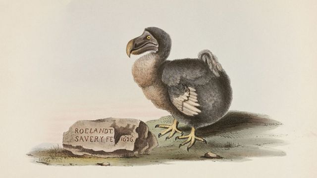 A 'De-extinction' Company Wants to Bring Back the Dodo